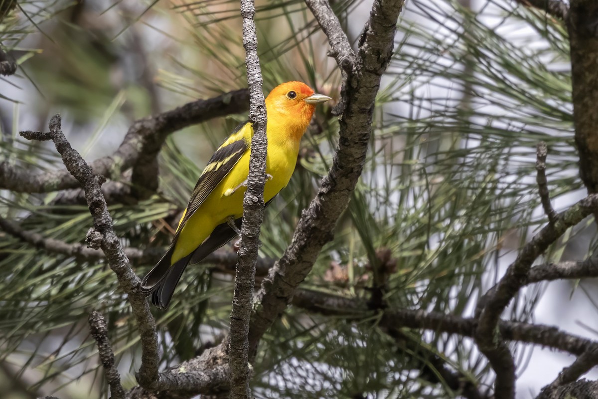 Western Tanager - ML619755627