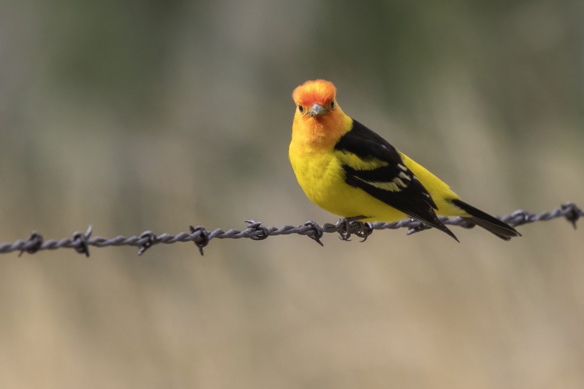 Western Tanager - ML619755628