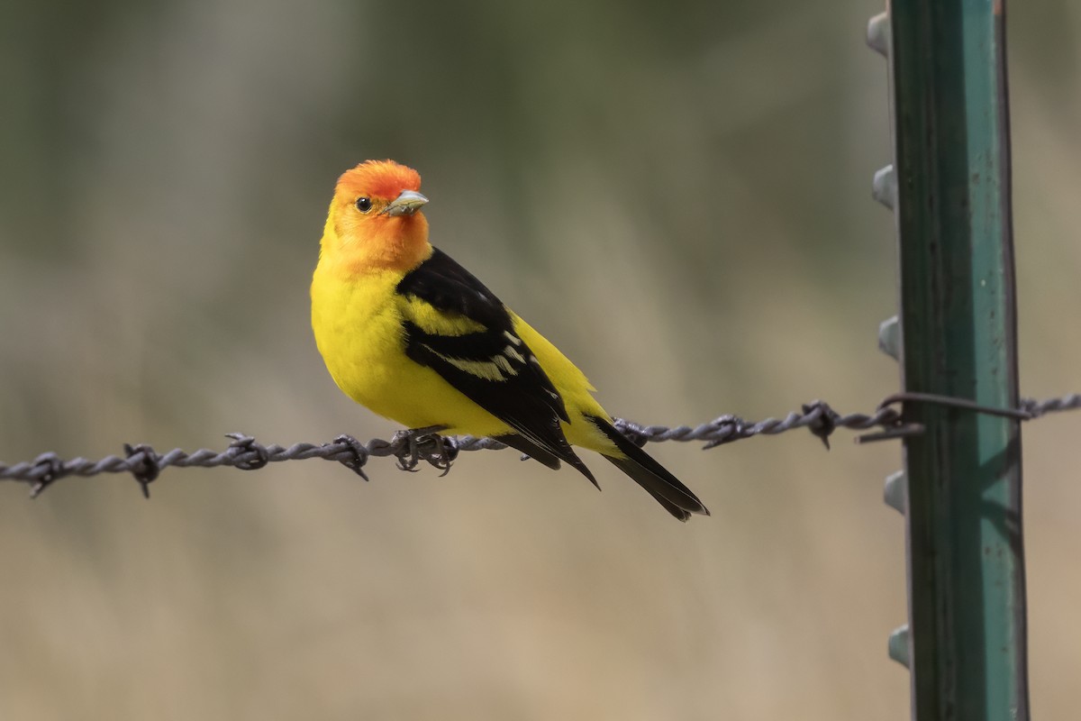 Western Tanager - ML619755629