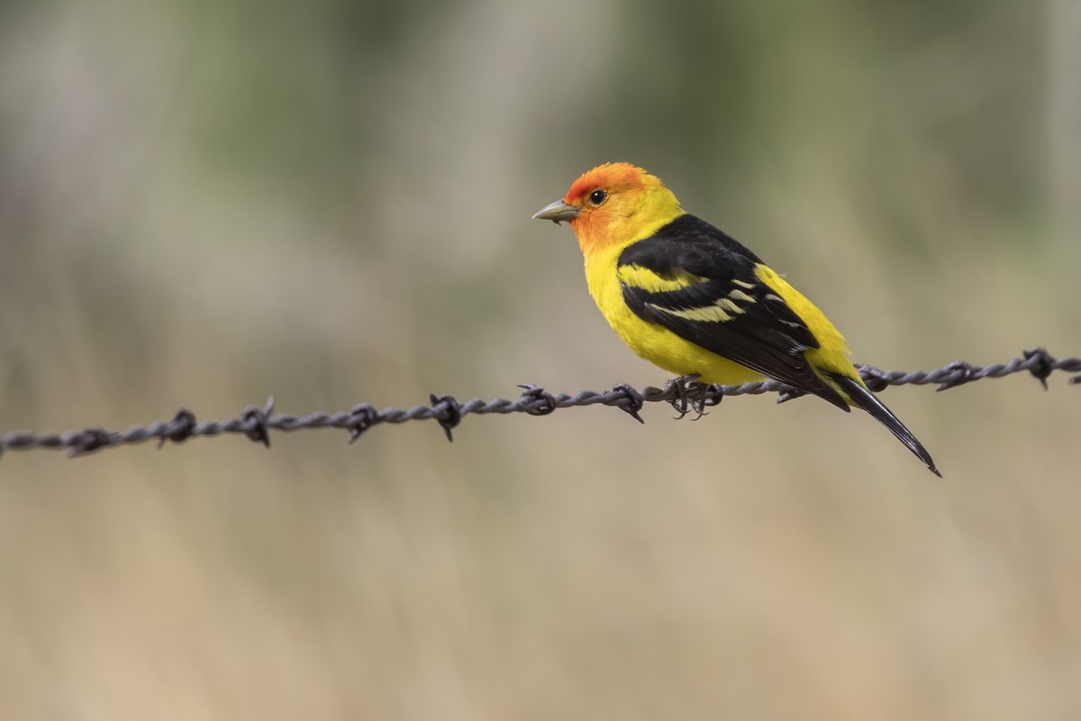 Western Tanager - ML619755630