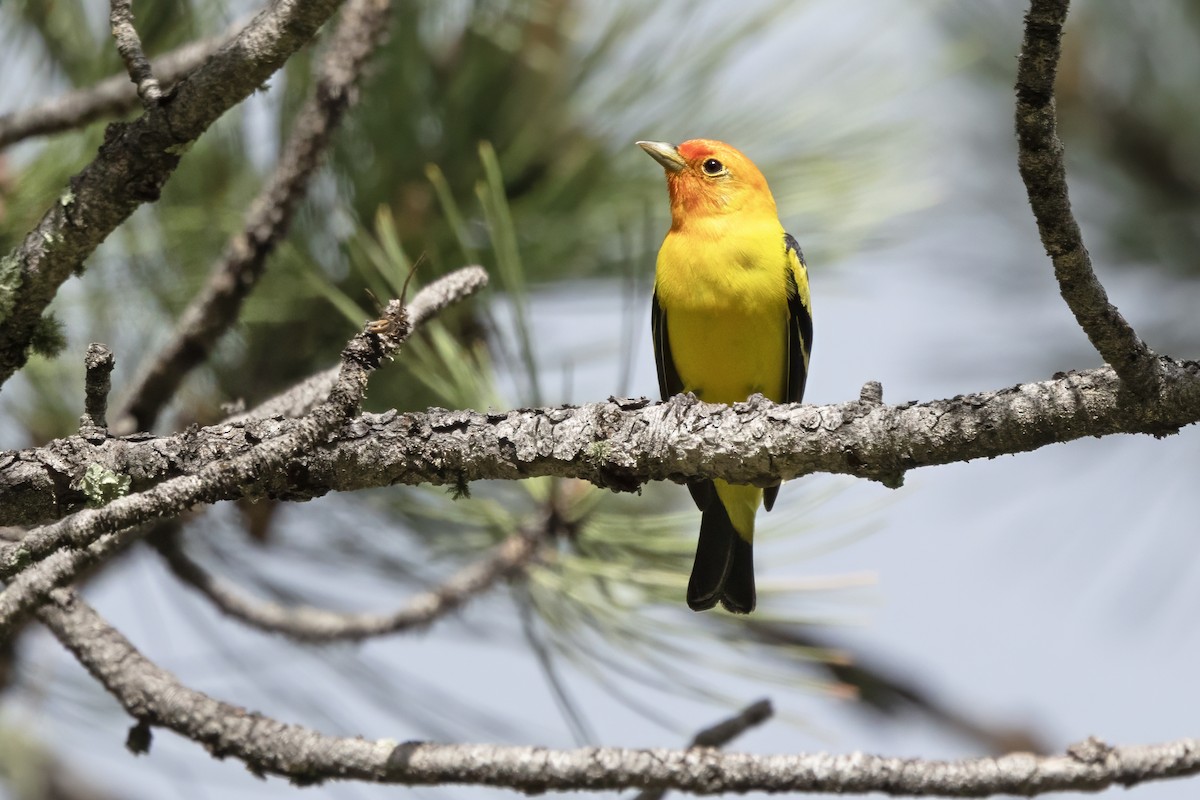 Western Tanager - ML619755631
