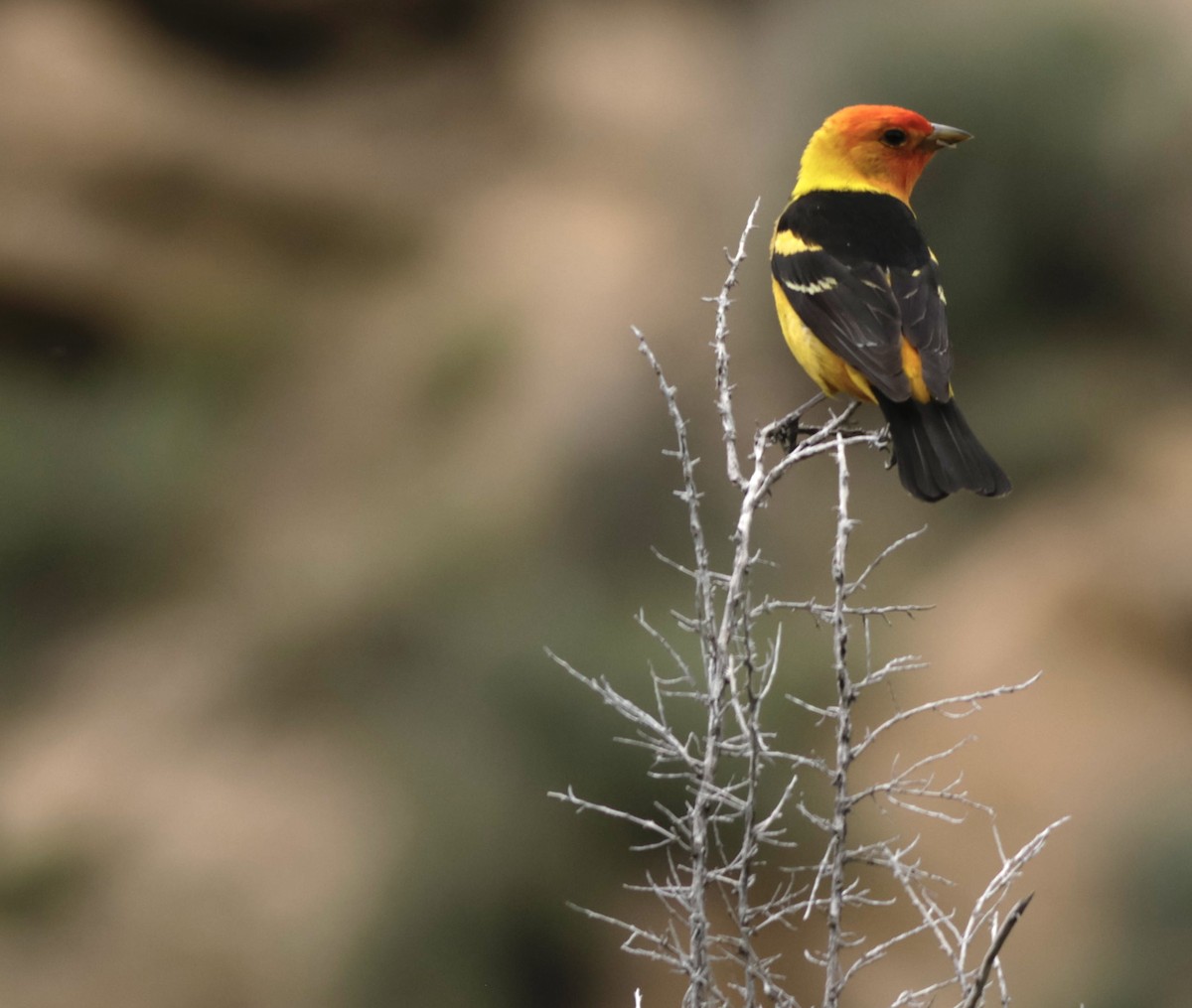 Western Tanager - ML619755639