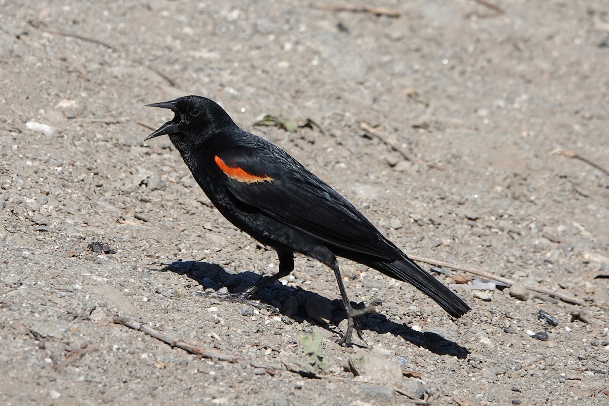 Red-winged Blackbird - ML619755641