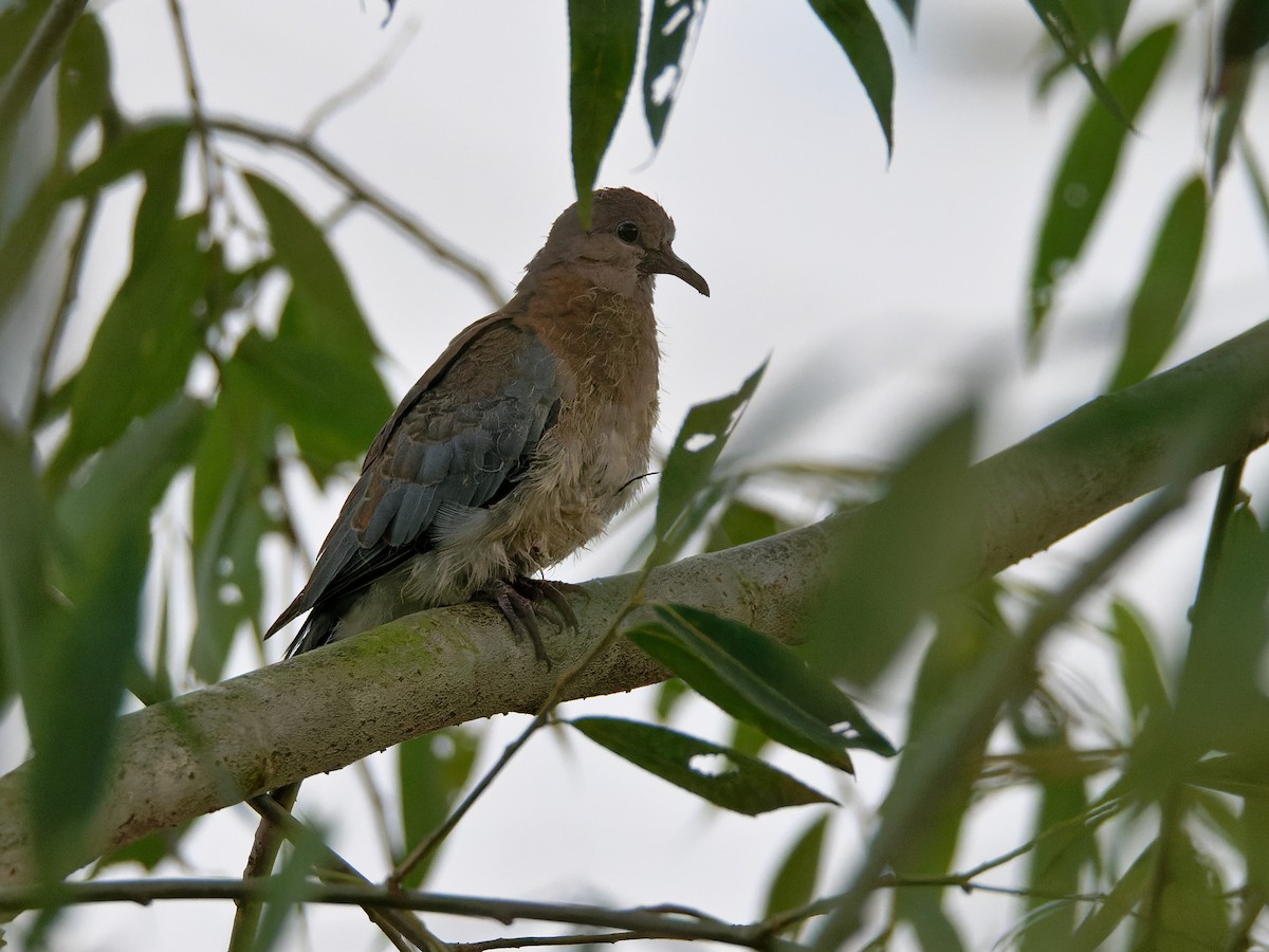 Laughing Dove - ML619755674