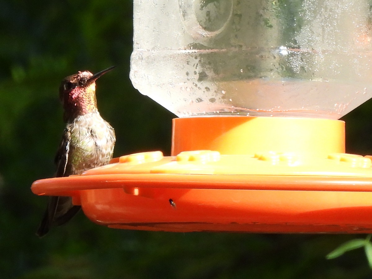 Anna's Hummingbird - ML619755721