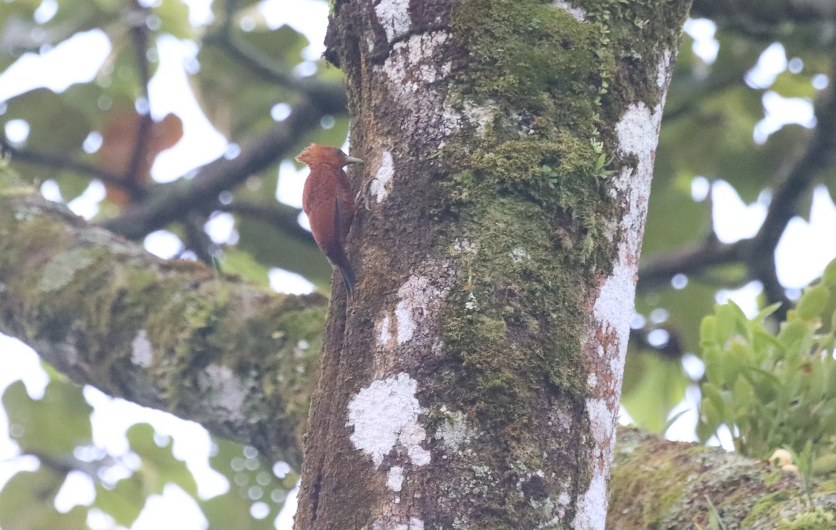 Chestnut-colored Woodpecker - ML619755723