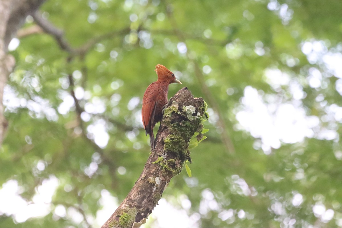 Chestnut-colored Woodpecker - ML619755724