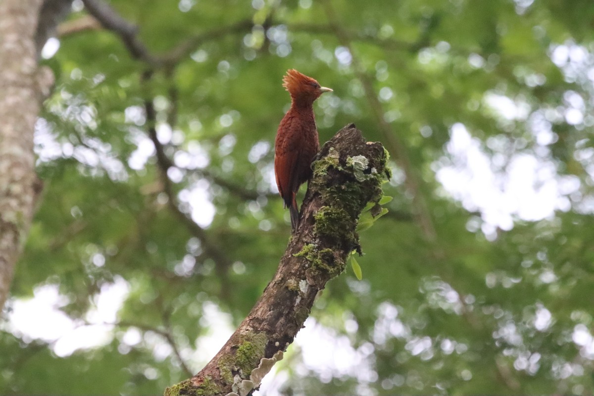 Chestnut-colored Woodpecker - ML619755726