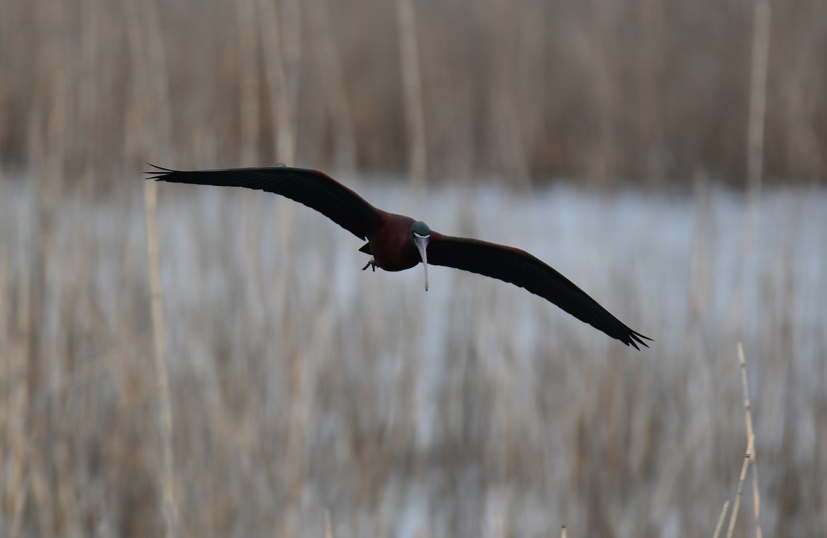 ibis hnědý - ML619755730