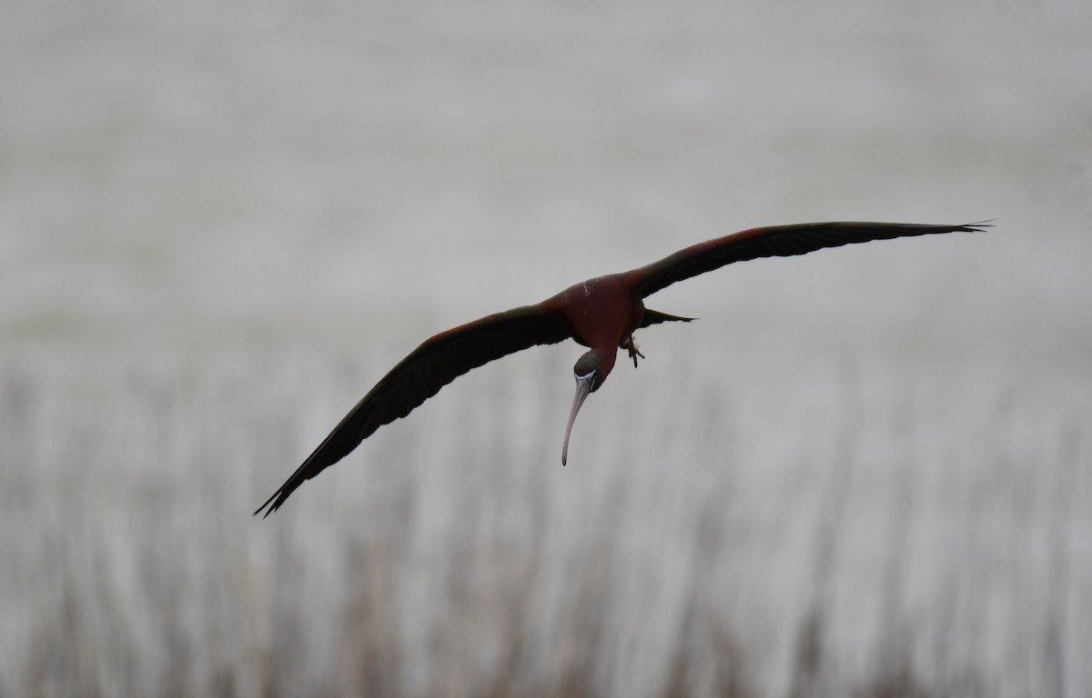 ibis hnědý - ML619755732