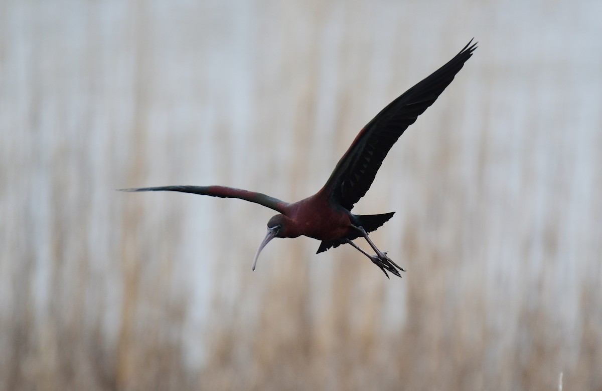 ibis hnědý - ML619755735