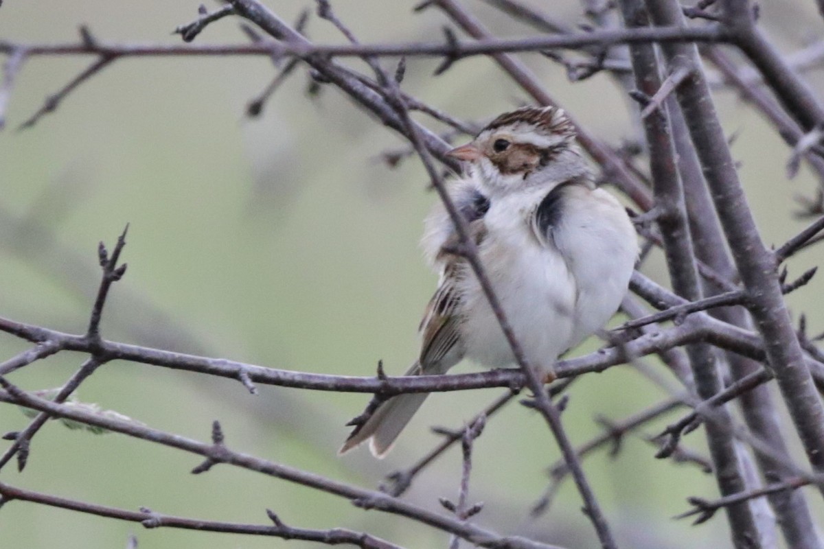 Clay-colored Sparrow - ML619755770