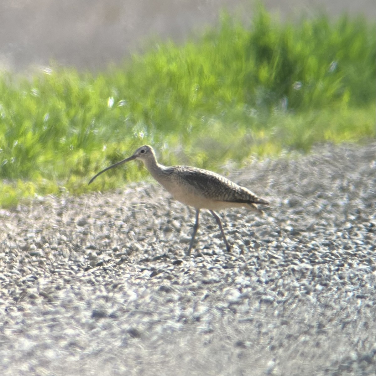 Long-billed Curlew - ML619755790