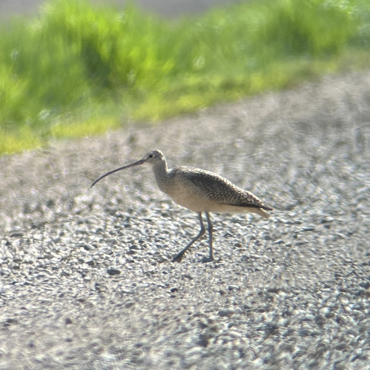 Long-billed Curlew - ML619755791