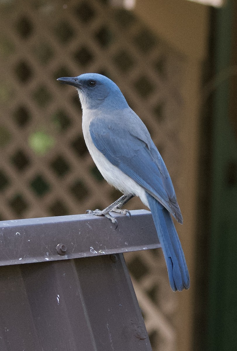 Mexican Jay - ML619755793