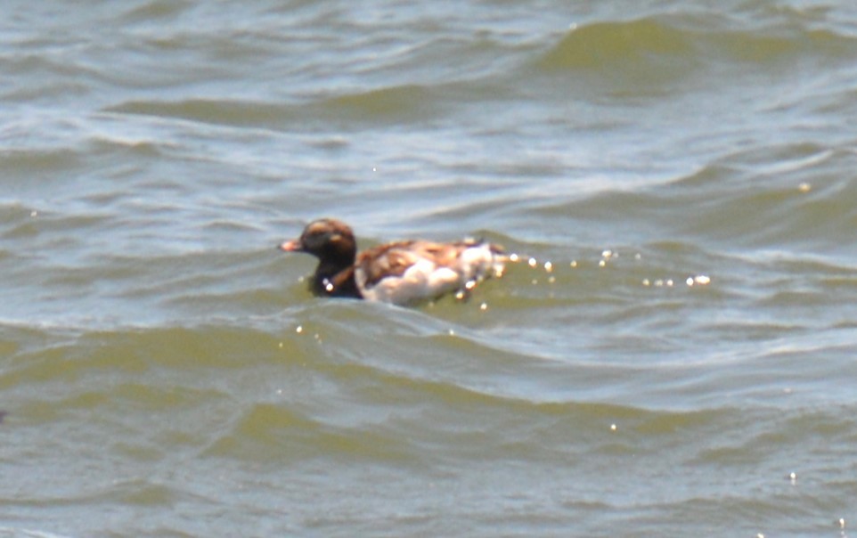 Long-tailed Duck - ML619755798