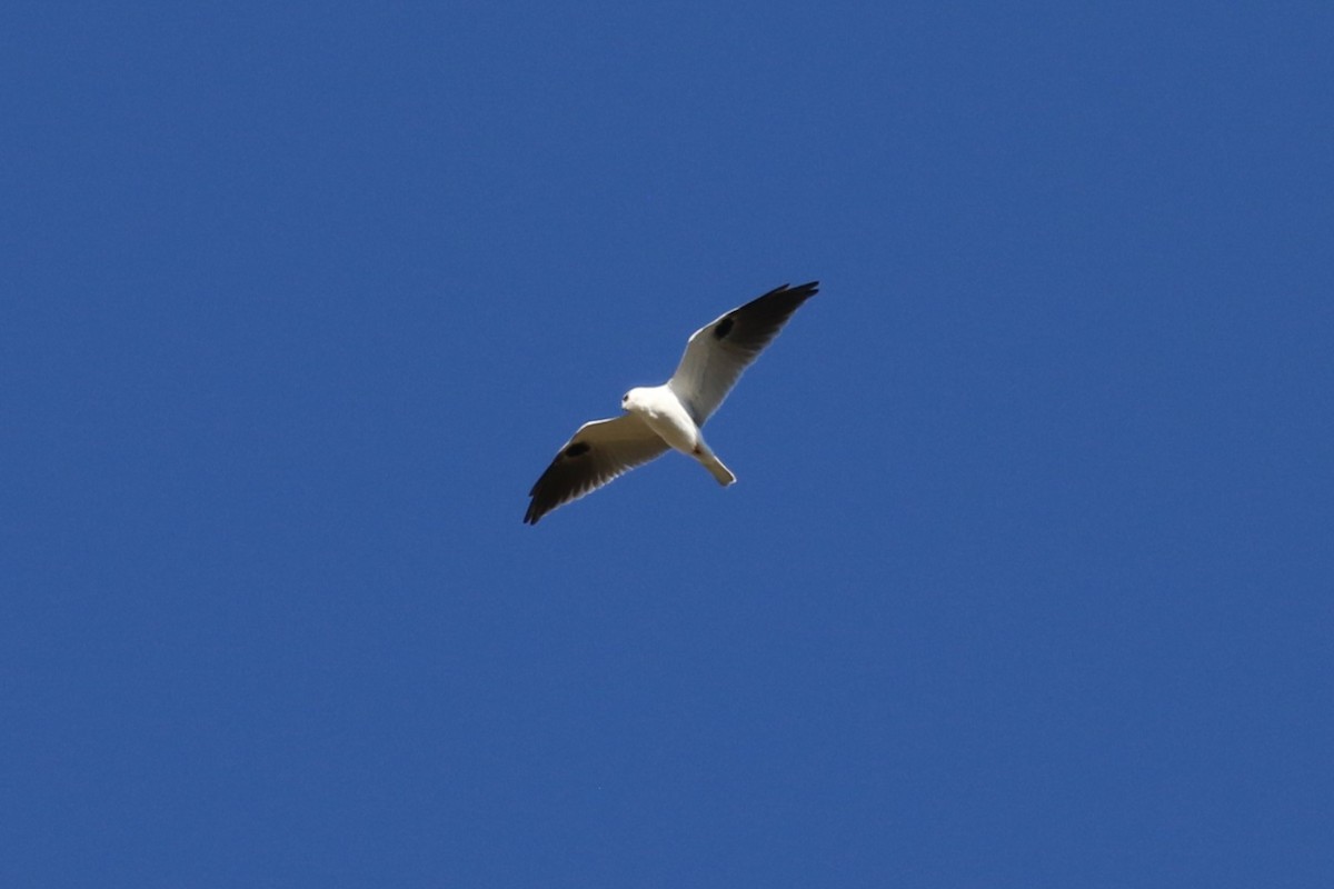 Black-shouldered Kite - ML619755799