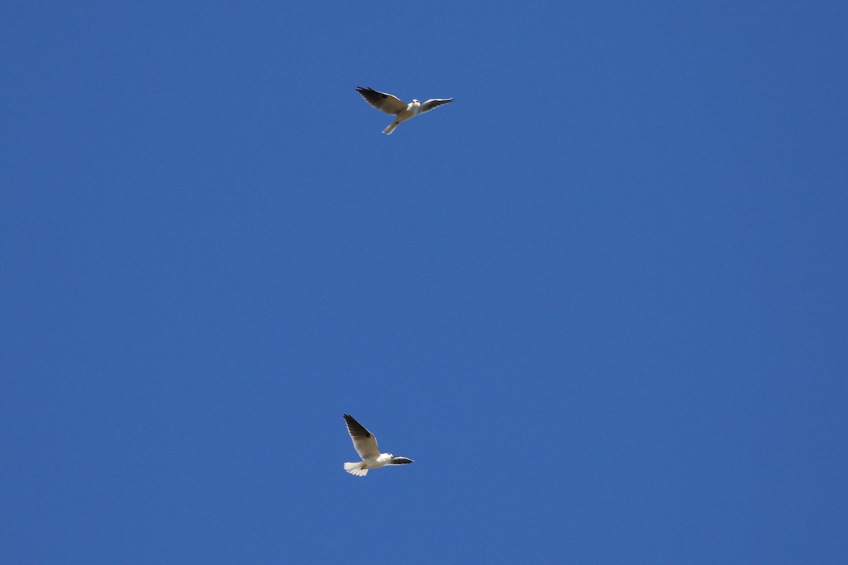Black-shouldered Kite - ML619755801