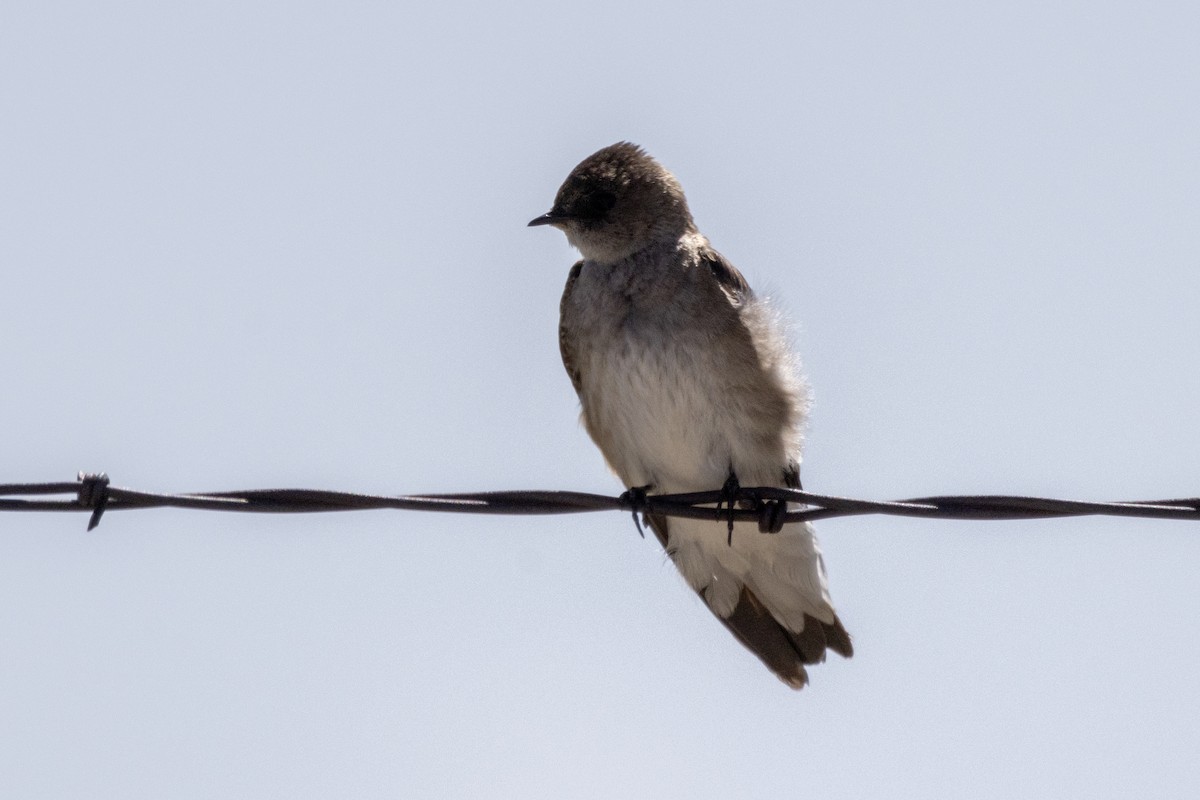 Northern Rough-winged Swallow - ML619755802
