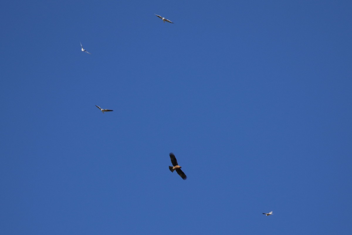 Black-shouldered Kite - ML619755803