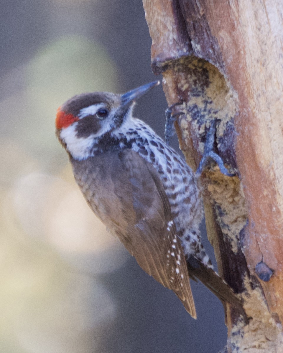 Arizona Woodpecker - ML619755807