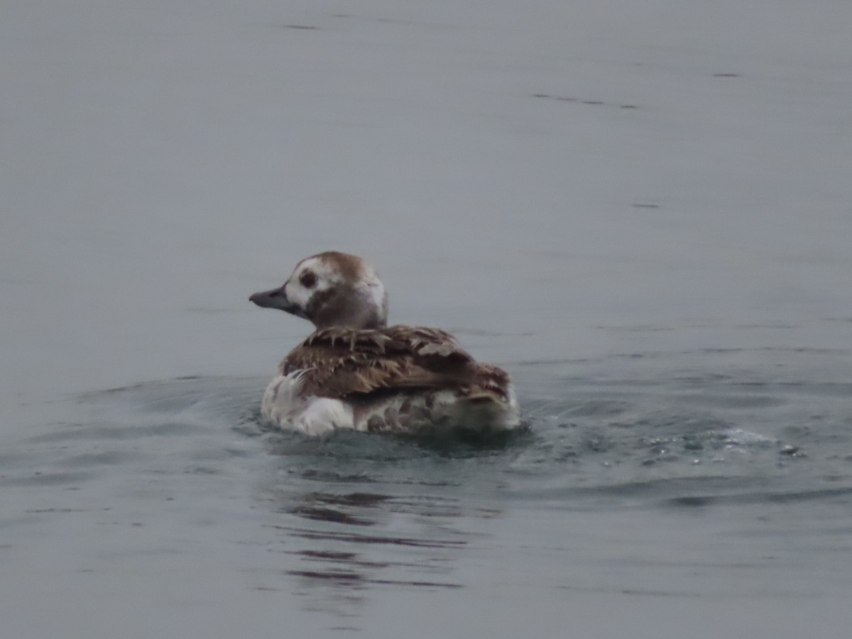 Long-tailed Duck - ML619755855