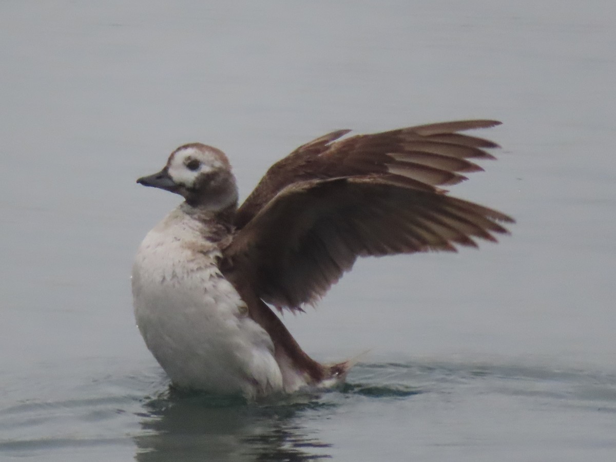 Long-tailed Duck - ML619755856