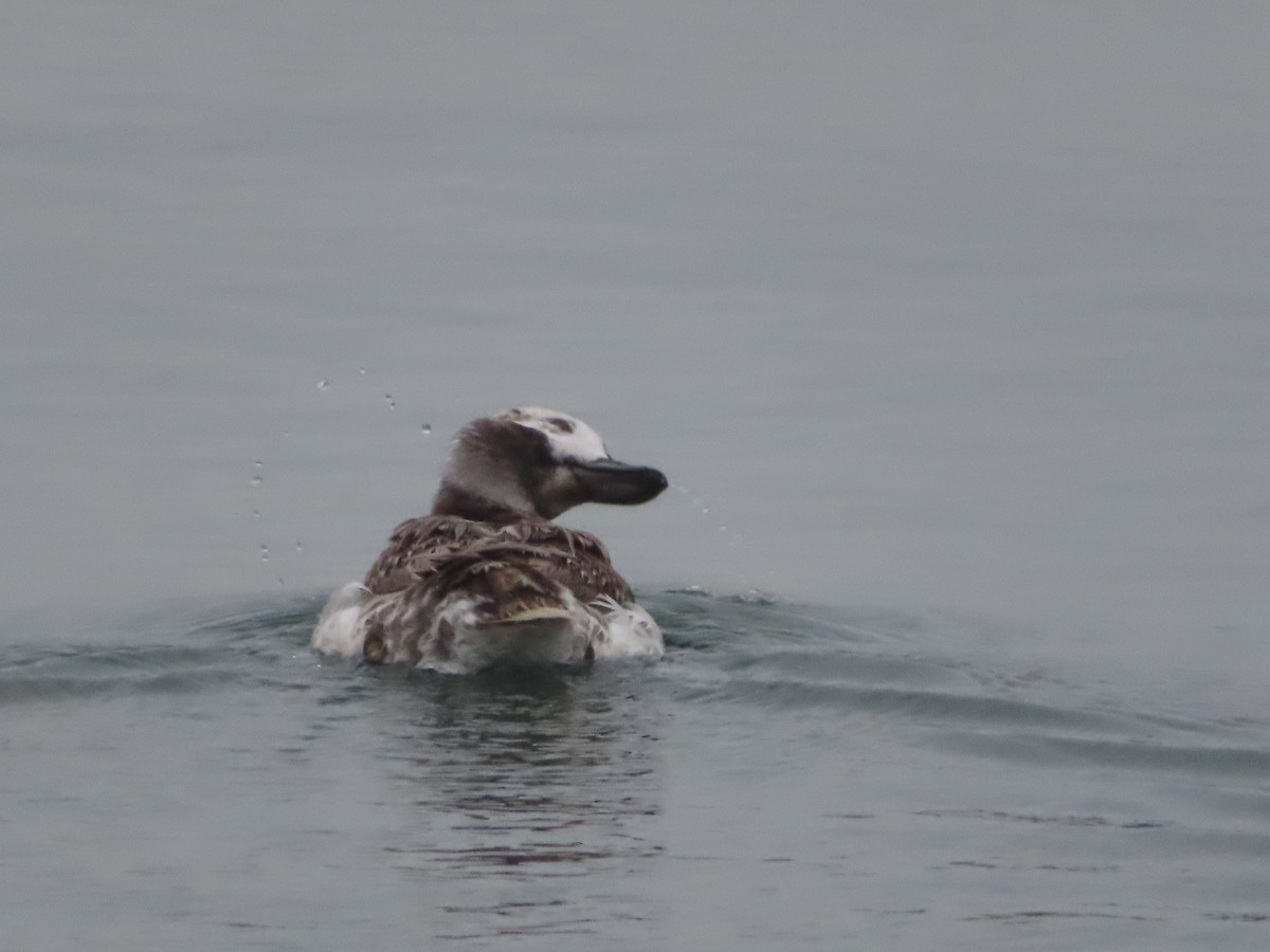 Long-tailed Duck - ML619755857