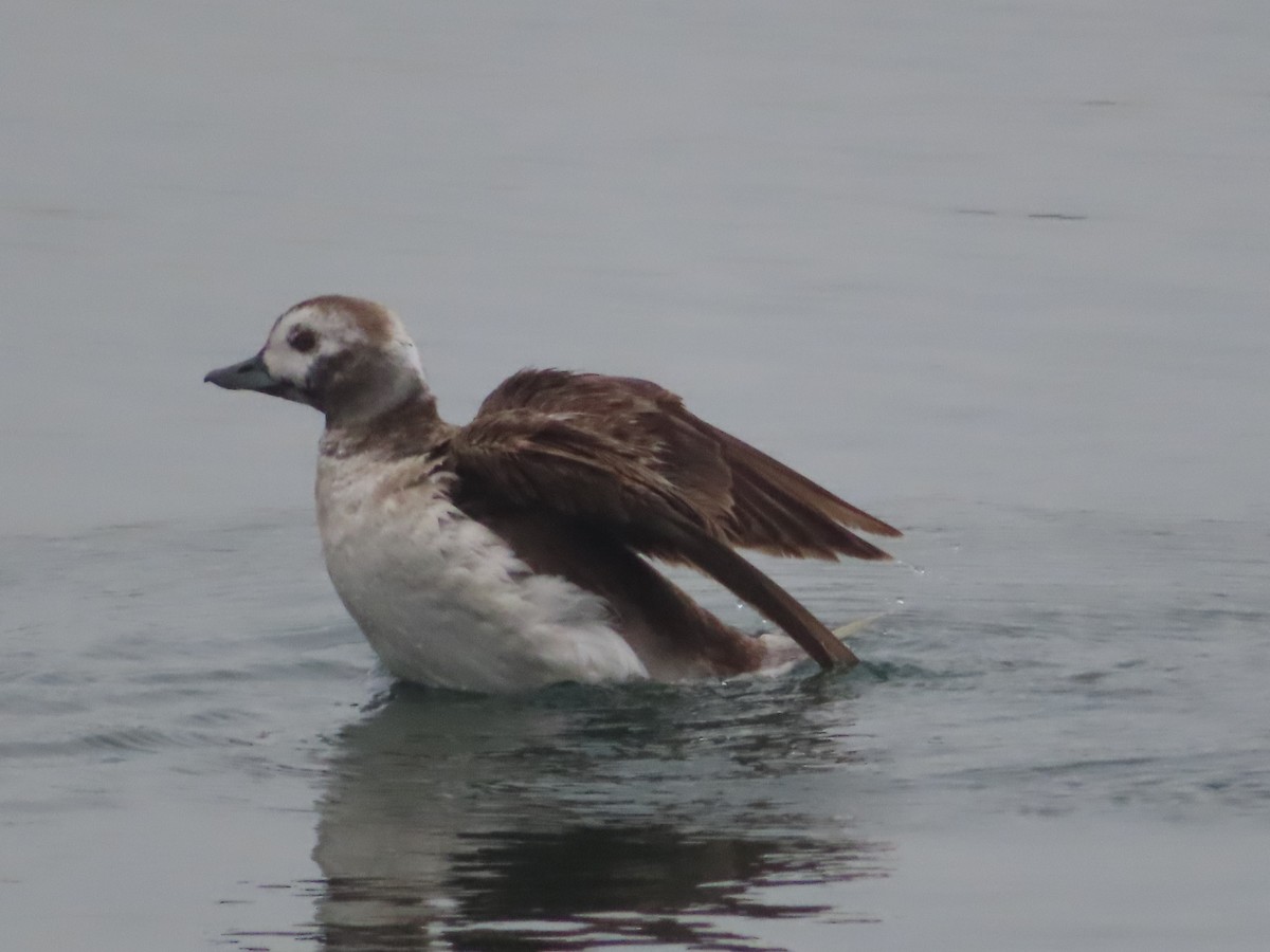 Long-tailed Duck - ML619755858