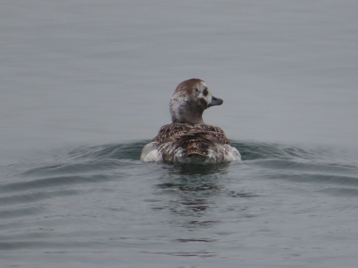 Long-tailed Duck - ML619755859