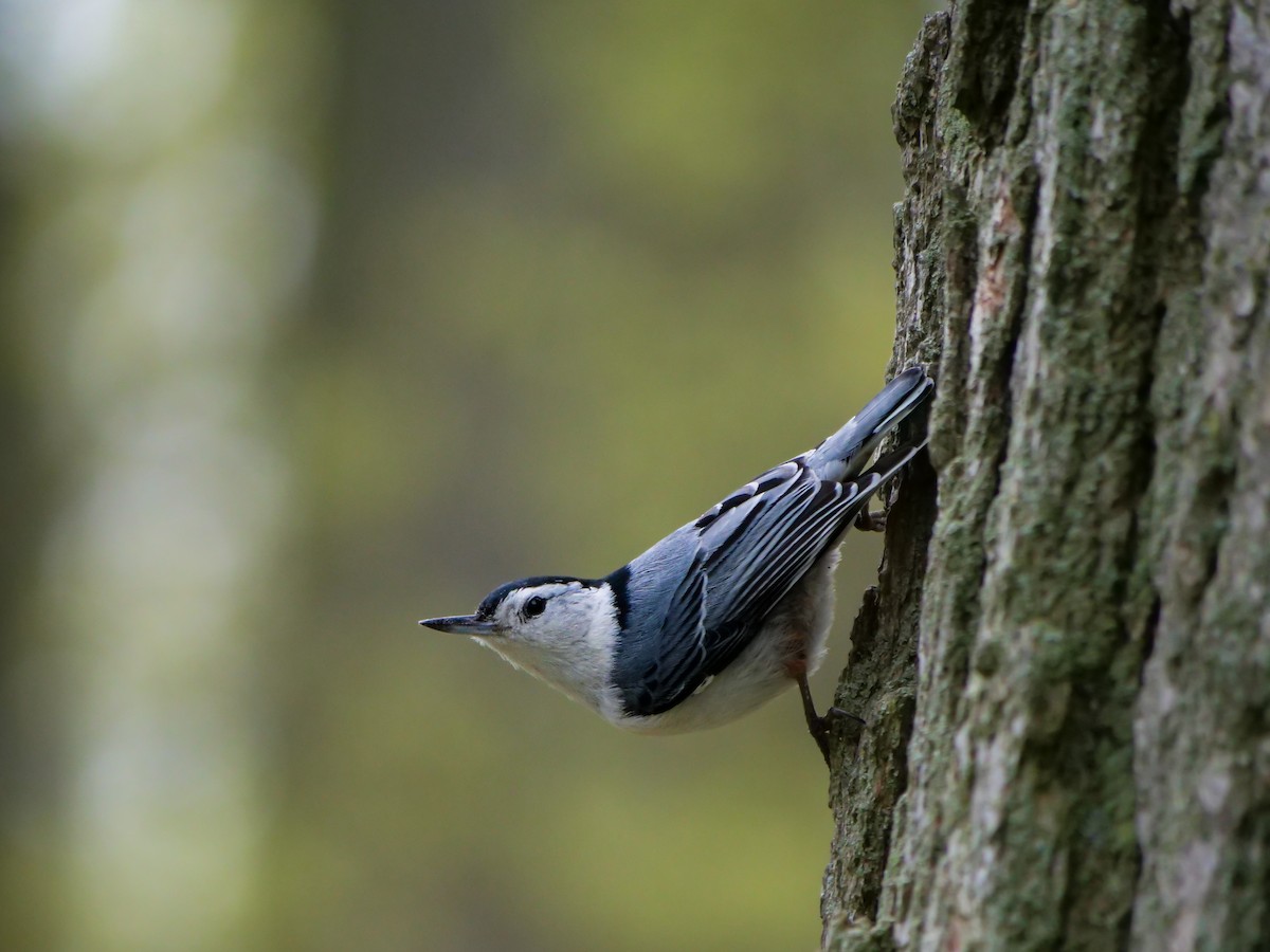 White-breasted Nuthatch - ML619755881