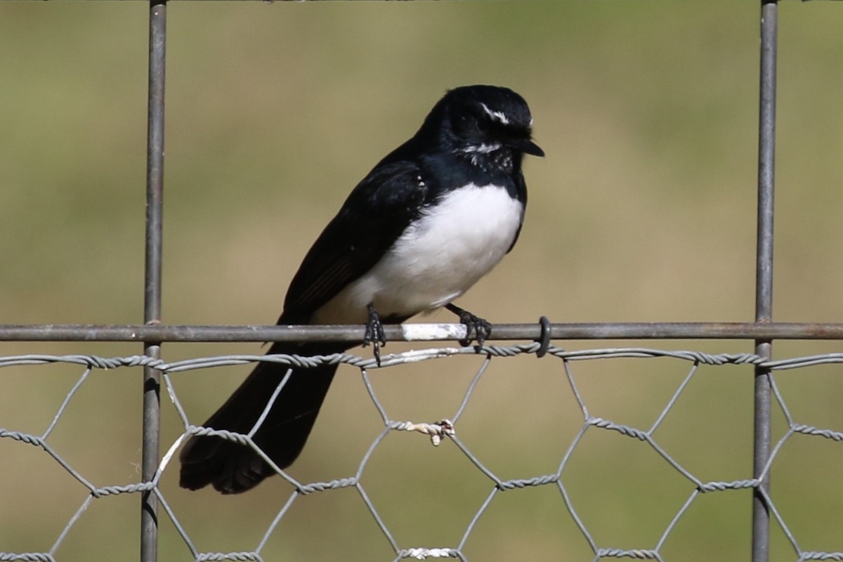 Willie-wagtail - ML619755888