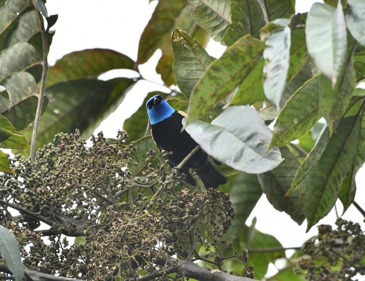 Blue-necked Tanager - ML619755889