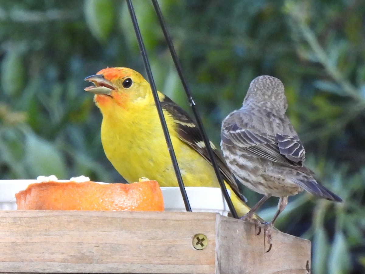 Western Tanager - ML619755897