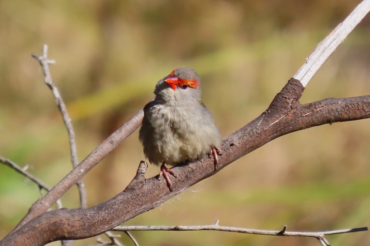Red-browed Firetail - ML619755898