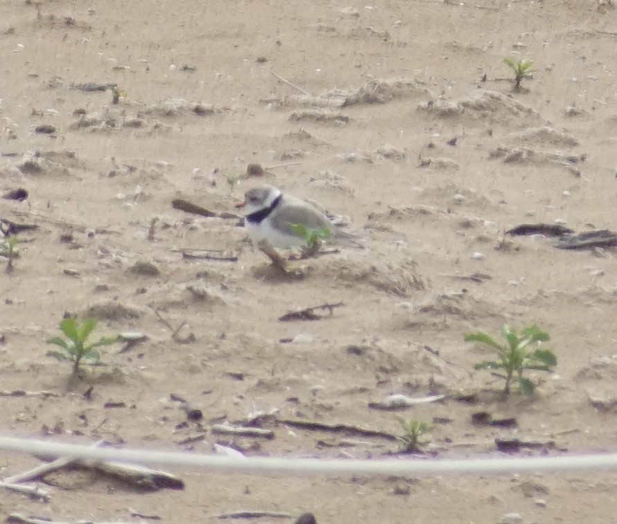 Piping Plover - ML619755945