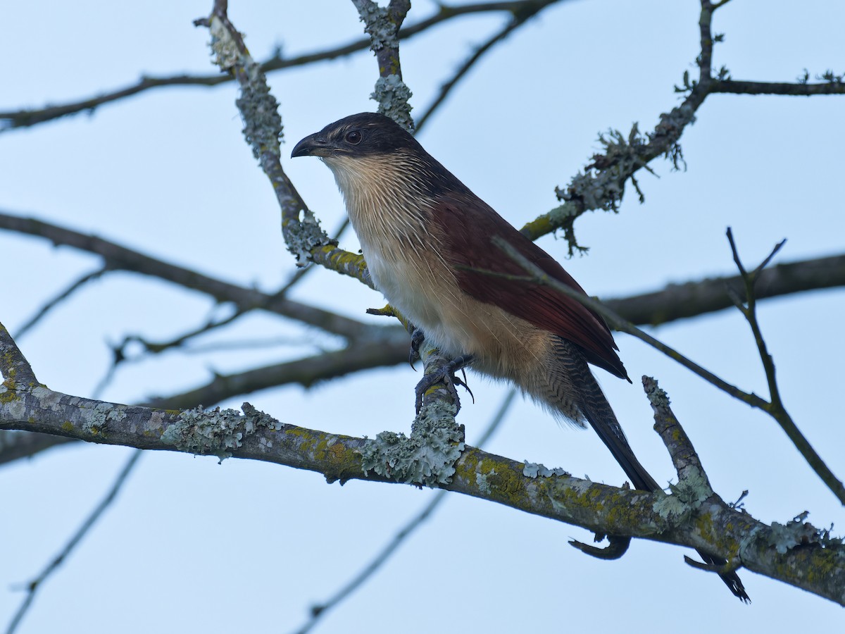 White-browed Coucal (Burchell's) - ML619755951