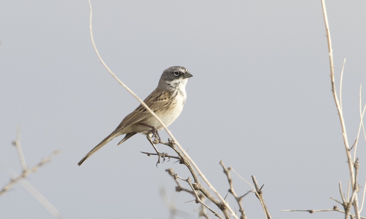 Sagebrush Sparrow - ML619755962