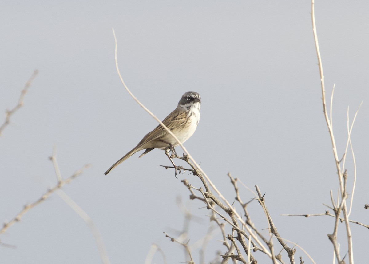 Sagebrush Sparrow - ML619755963