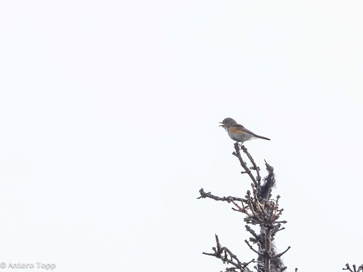 Red-flanked Bluetail - ML619756009