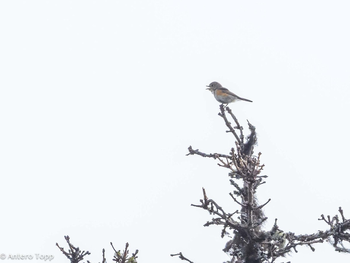 Red-flanked Bluetail - ML619756010
