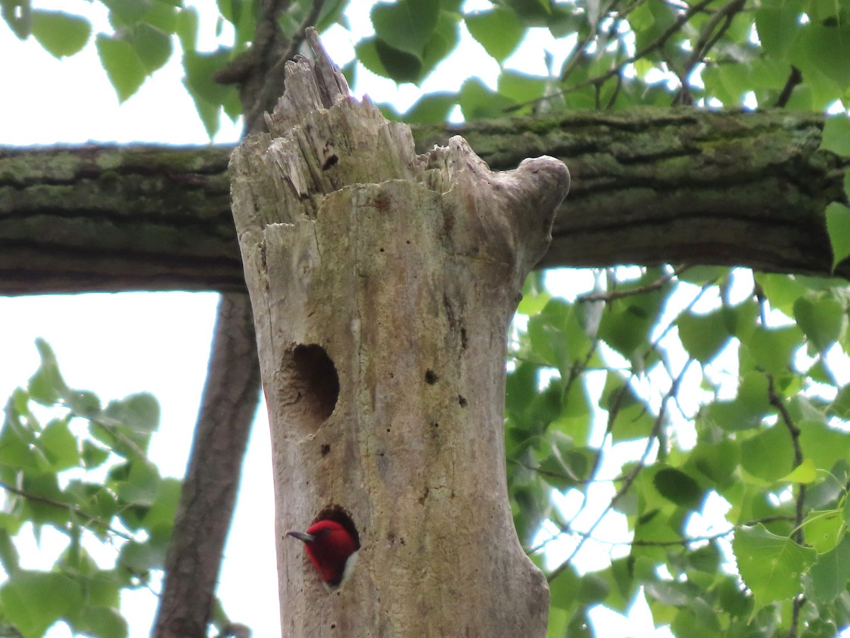 Red-headed Woodpecker - ML619756043