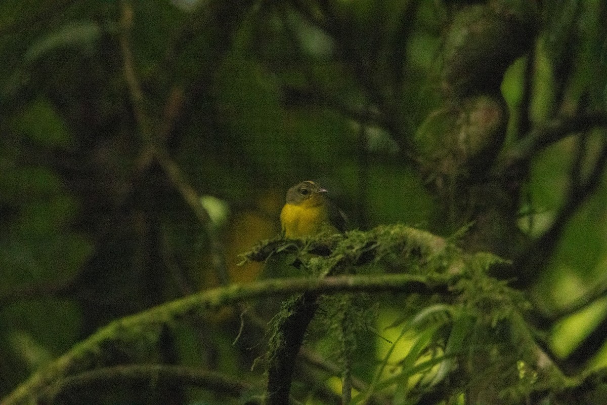 Golden-crowned Warbler - ML619756112