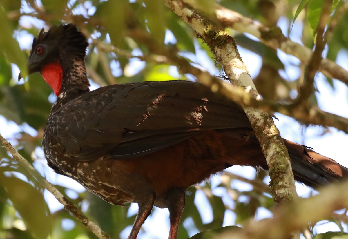 Crested Guan - ML619756158