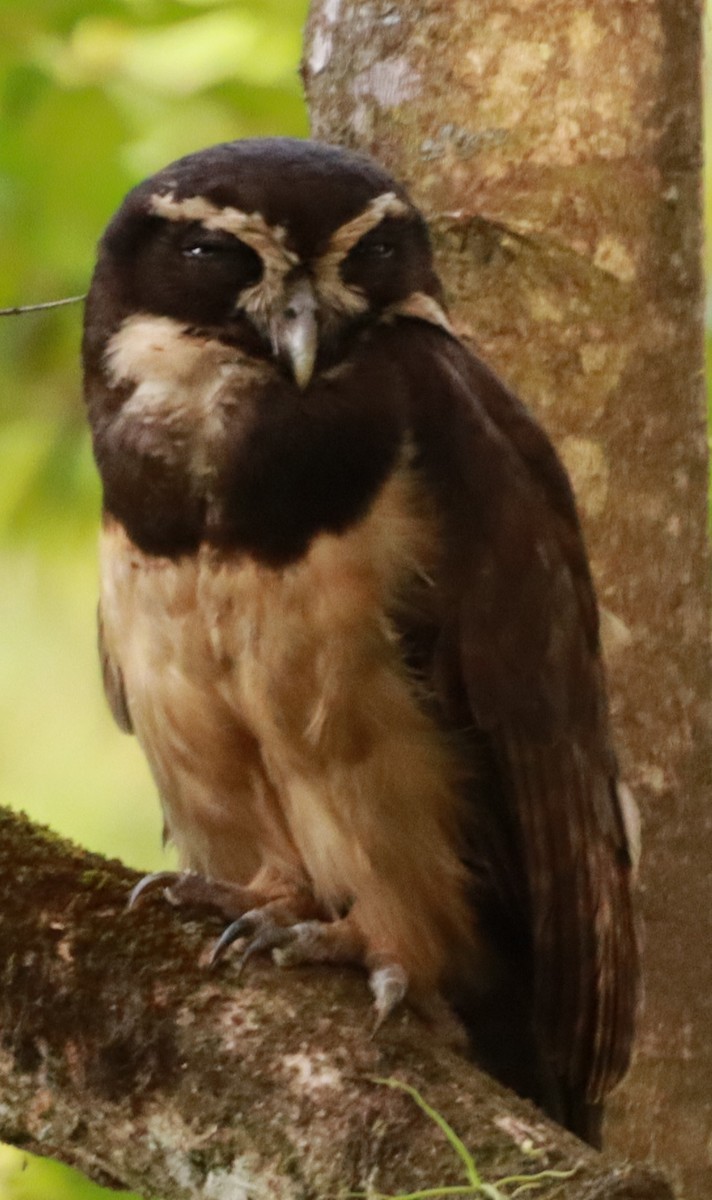 Spectacled Owl - ML619756216