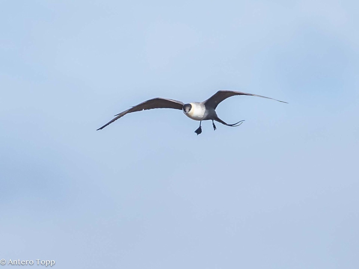 Long-tailed Jaeger - ML619756230