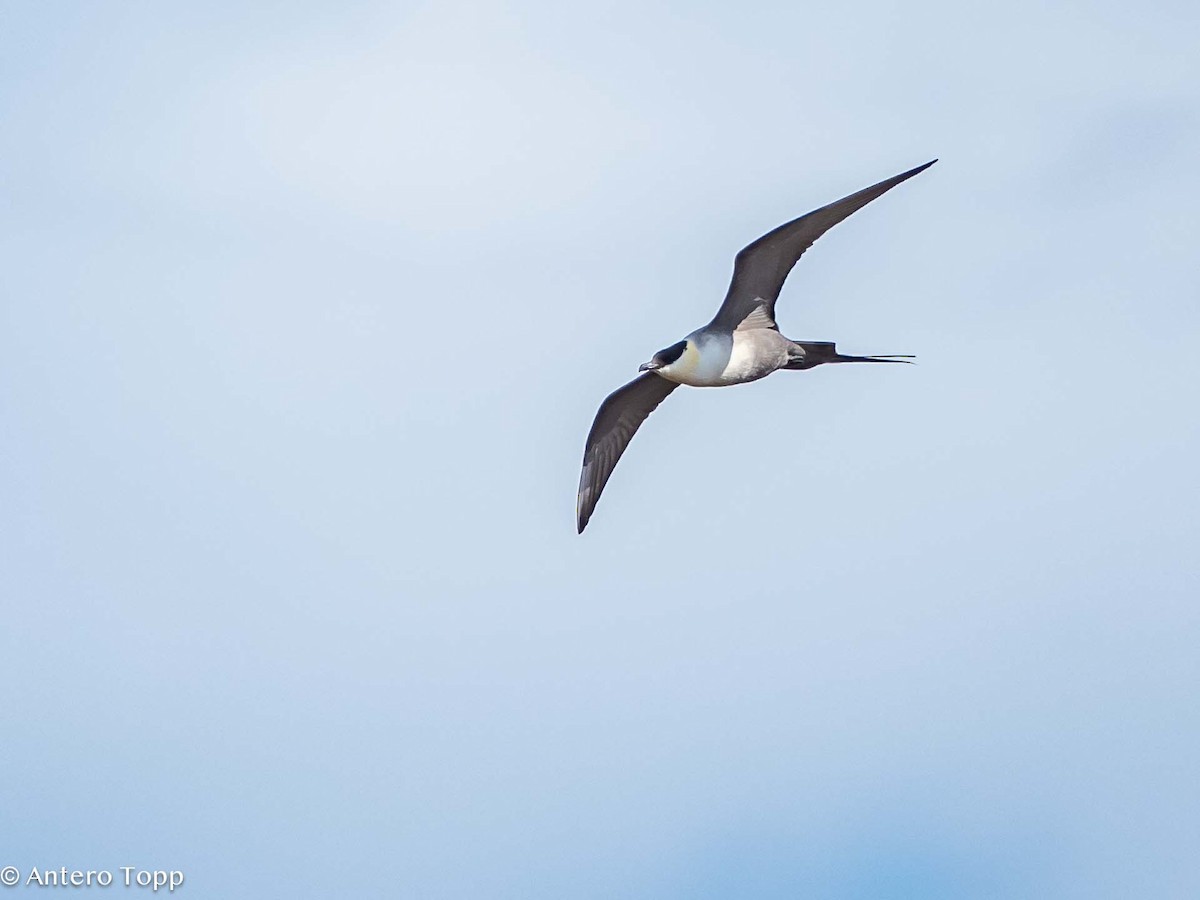Long-tailed Jaeger - ML619756231