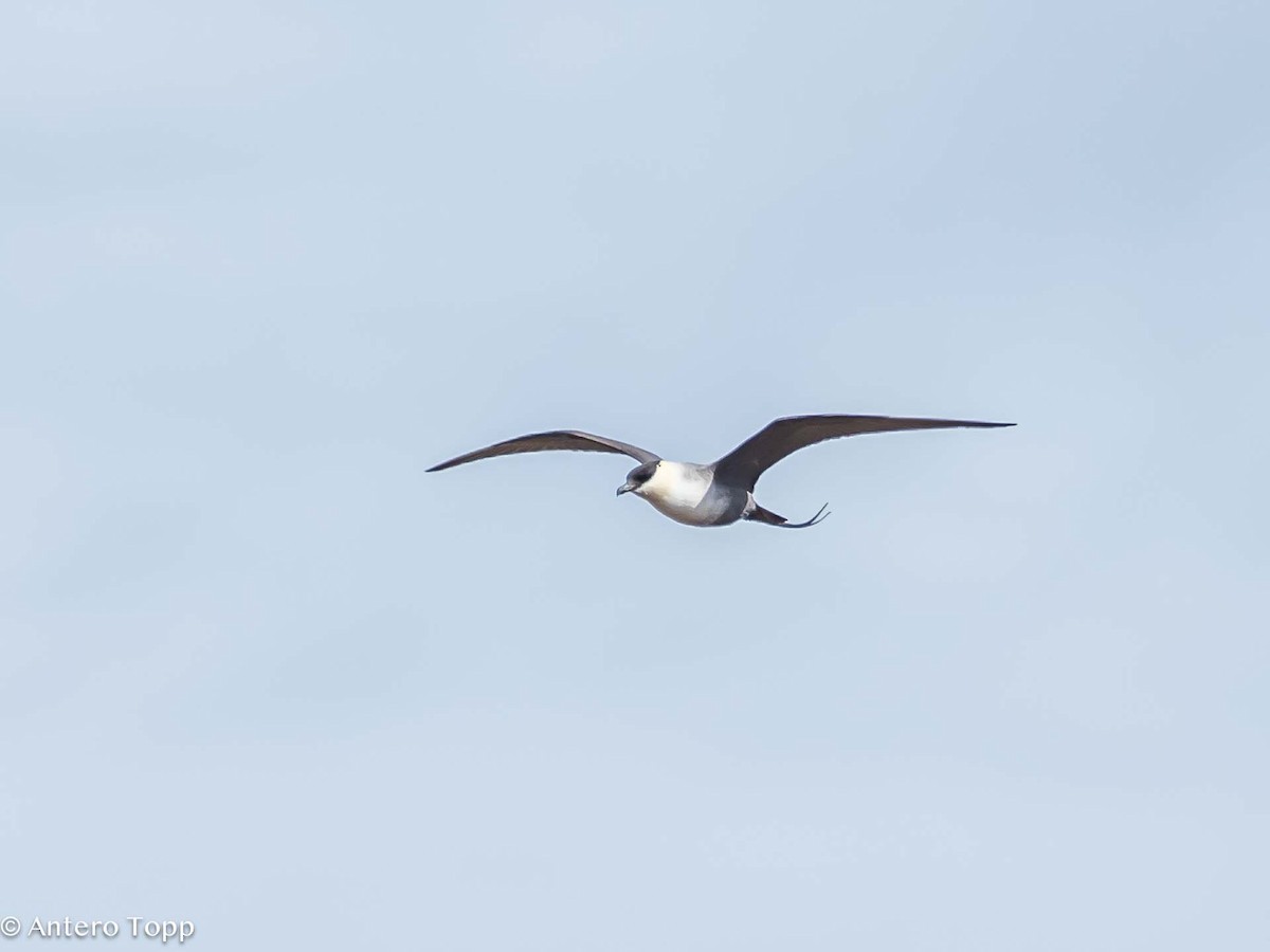Long-tailed Jaeger - ML619756232