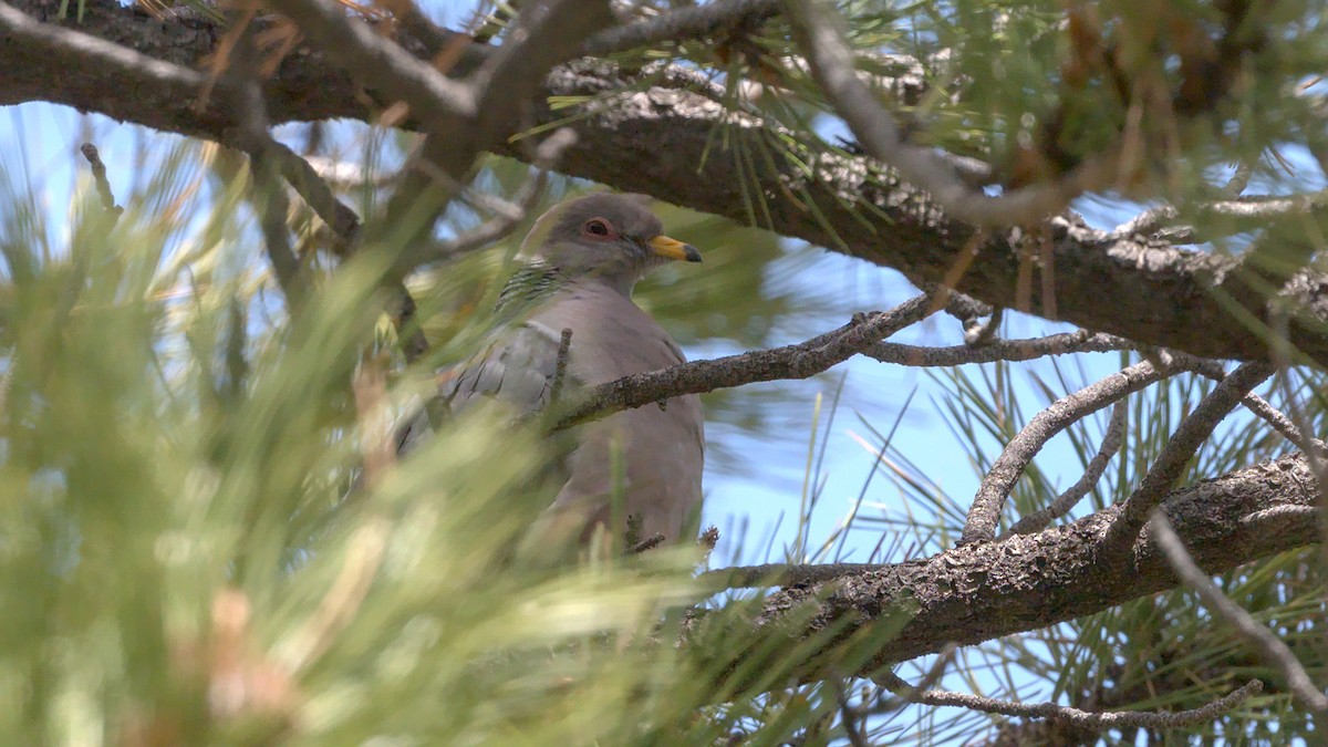 Band-tailed Pigeon - ML619756314