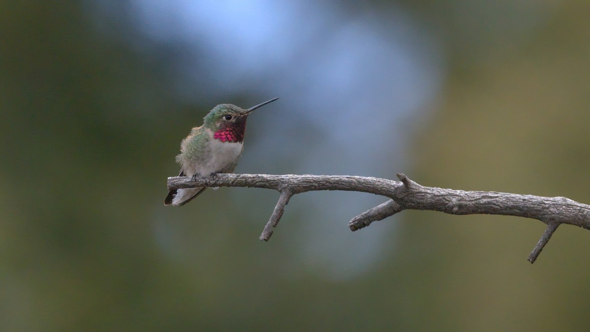 Broad-tailed Hummingbird - ML619756317